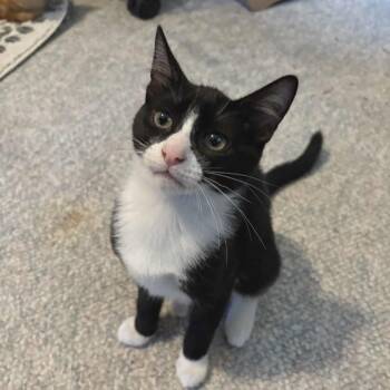 Rescue Domestic Short Hair Cats for Adoption in Abbotsford, British Columbia - Glozelle | PetCurious