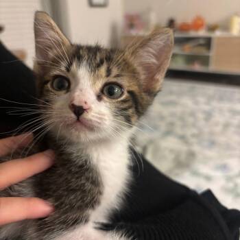 Fry Cook 26 -  Domestic Short Hair Cat for Adoption in Austin, Texas - Fry Cook 26 | PetCurious