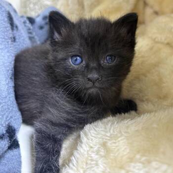 Blackie -  Domestic Short Hair Cat for Adoption in Mocksville, North Carolina - Blackie | PetCurious