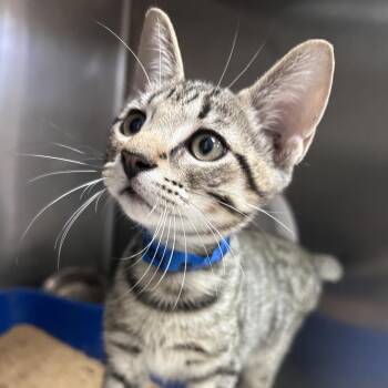 Domestic Short Hair Cats Available for Adoption in Lakeland, Florida - Bobby | PetCurious