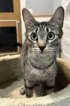 Honey -  Domestic Short Hair and Tabby Cat for Adoption in Lawrenceville, Georgia - Honey | PetCurious