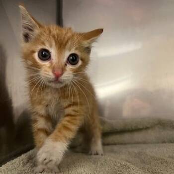 Domestic Short Hair Cats Available for Adoption in Lake Panasoffkee, Florida - Fireball | PetCurious