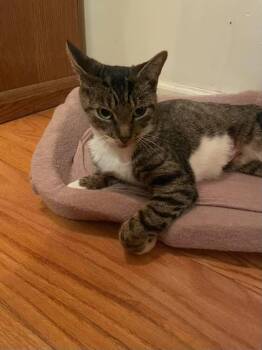 Rescue American Shorthair Cats for Adoption in New York, New York - Lori | PetCurious