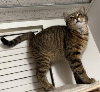 Domestic Short Hair Cats Available for Adoption in Wilkesboro, North Carolina - Purrcival | PetCurious