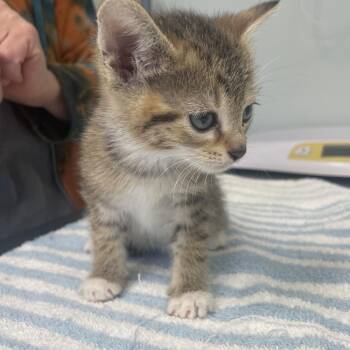 Melody -  Domestic Short Hair Cat for Adoption in Cumming, Georgia - Melody | PetCurious