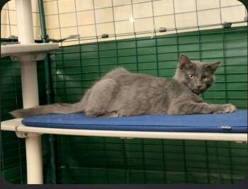 Nimbus (red collar) -  Domestic Short Hair Cat for Adoption in Mission Viejo, California - Nimbus (red Collar) | PetCurious