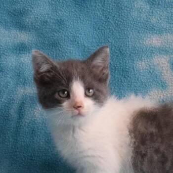 Domestic Short Hair Cats Available for Adoption in Eureka, California - Kori | PetCurious