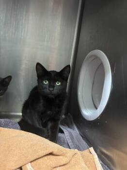 Helvetica -  Domestic Short Hair Cat for Adoption in Santa Rosa, California - Helvetica | PetCurious