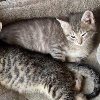 Toby -  Domestic Short Hair Cat for Adoption in Asheville, North Carolina - Toby | PetCurious