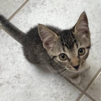 Jill -  Domestic Short Hair Cat for Adoption in Gainesville, Florida - Jill | PetCurious