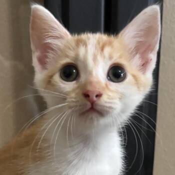 Marigold -  Domestic Short Hair Cat for Adoption in NEW PT RICHEY, Florida - Marigold | PetCurious