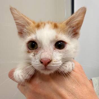 Little Bug -  Domestic Short Hair Cat for Adoption in Chattanooga, Tennessee - Little Bug | PetCurious