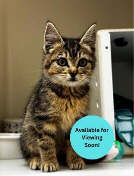 Tiger -  Domestic Short Hair Cat for Adoption in Kalispell, Montana - Tiger | PetCurious