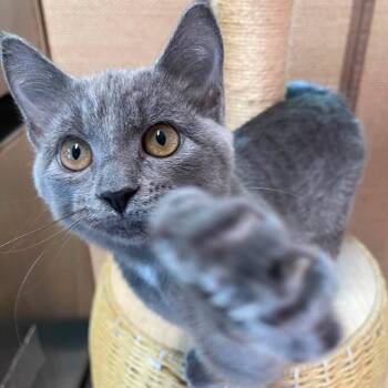 Callie -  Domestic Short Hair Cat for Adoption in Huntsville, Arkansas - Callie | PetCurious