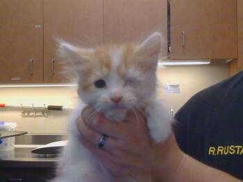 A921832 -  Domestic Short Hair Cat for Adoption in Sacramento, California - A921832 | PetCurious