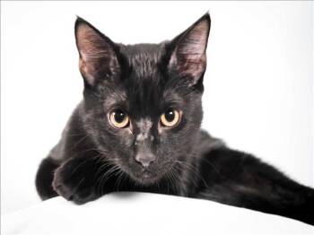 JACK BLACK -  Domestic Short Hair Cat for Adoption in Loveland, Colorado - JACK BLACK | PetCurious