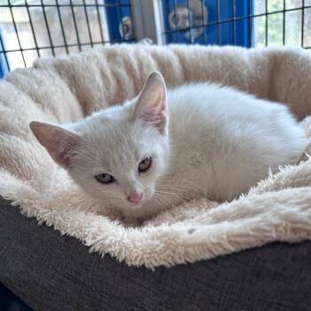 Domestic Medium Hair Cats Available for Adoption in Bryson City, North Carolina - Sienna | PetCurious