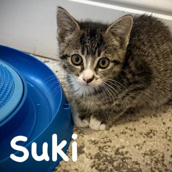 Suki -  Domestic Short Hair Cat for Adoption in Sarasota, Florida - Suki | PetCurious