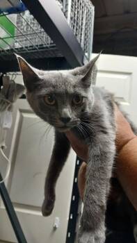 Domestic Short Hair Cats Available for Adoption in Shelbyville, Tennessee - Purty | PetCurious