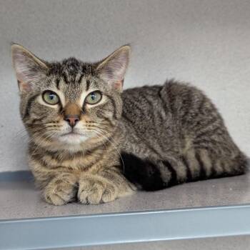 Elodie -  Domestic Short Hair Cat for Adoption in Evansville, Indiana - Elodie | PetCurious