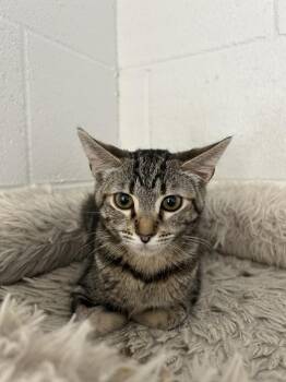 Oreo -  Tabby Cat for Adoption in Ontario, California - Oreo | PetCurious