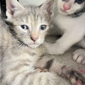 Pewter -  Domestic Short Hair Cat for Adoption in Philadelphia, Pennsylvania - Pewter | PetCurious