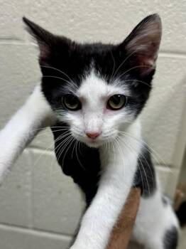 Moolene -  Domestic Short Hair Cat for Adoption in Wichita, Kansas - Moolene | PetCurious