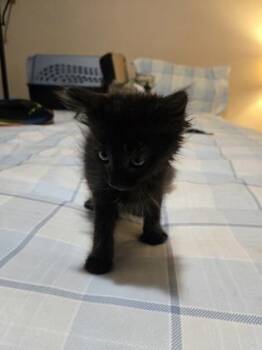 Maeve -  Domestic Short Hair Cat for Adoption in Lawrenceville, Georgia - Maeve | PetCurious