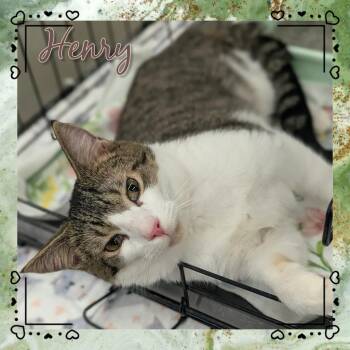 Domestic Short Hair Cats Available for Adoption in Grovetown, Georgia - Henry (Gentry) | PetCurious