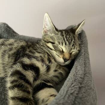 Rescue Domestic Short Hair Cats for Adoption in Sandy Springs, Georgia - Diane | PetCurious