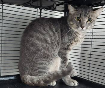 Tofu -  Domestic Short Hair Cat for Adoption in Dickson, Tennessee - Tofu | PetCurious