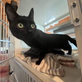 Domestic Short Hair Cats Available for Adoption in Salisbury, Massachusetts - Crescent  | PetCurious
