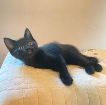 Belmont-Kitten House Panther -  Domestic Short Hair Cat for Adoption in Arlington, Virginia - Belmont-Kitten House Panther | PetCurious