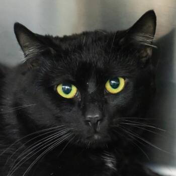 Domestic Short Hair Cats Available for Adoption in Middletown, Rhode Island - Bruiser | PetCurious