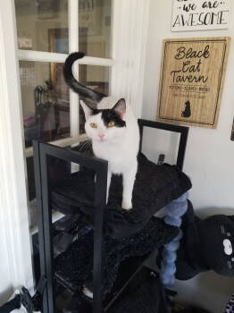 Rescue Turkish Van Cats for Adoption in Buena Park, California - Darla | PetCurious