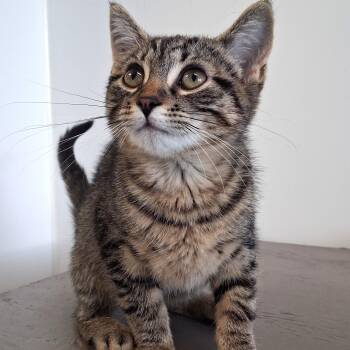 FLO -  Domestic Short Hair Cat for Adoption in Belmont, New York - FLO | PetCurious