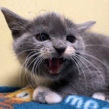 Domestic Short Hair Cats Available for Adoption - Martini | PetCurious