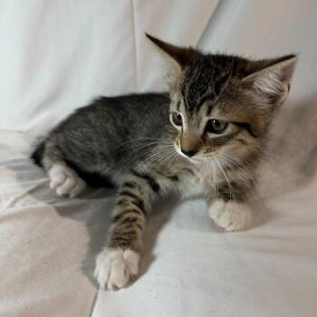 Domestic Short Hair Cats Available for Adoption in Sunnyvale, California - Jade (maroon) | PetCurious