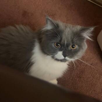 Fluffy-Owner Giving Up -  Persian Cat for Adoption in Clifton, New Jersey - Fluffy-Owner Giving Up | PetCurious