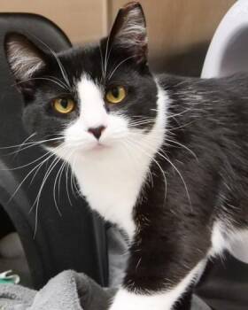 Purrlock Holmes (in foster) -  Domestic Short Hair Cat for Adoption in Fishers, Indiana - Purrlock Holmes (in Foster) | PetCurious