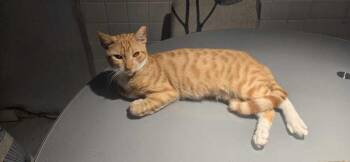 Domestic Short Hair Cats Available for Adoption - Simba | PetCurious