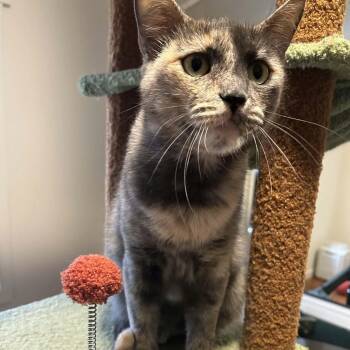 Sage Derby -  Dilute Tortoiseshell and Domestic Short Hair Cat for Adoption in Gladstone, Oregon - Sage Derby | PetCurious
