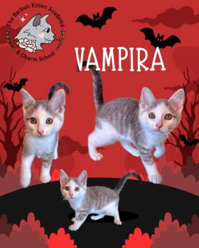 Vampira -  Domestic Short Hair Cat for Adoption in Avoca, Pennsylvania - Vampira | PetCurious