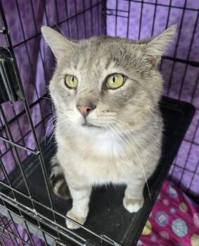 Mowgli -  Domestic Short Hair Cat Available for Adoption in Mokena, Illinois - Mowgli | PetCurious