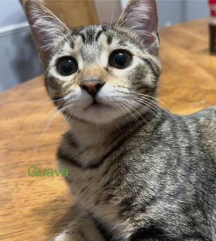 Rescue Tabby Cats for Adoption in Nacogdoches, Texas - GUAVA | PetCurious