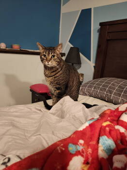 Rescue Domestic Short Hair Cats for Adoption in Minneapolis, Minnesota - Tabitha C4731 | PetCurious