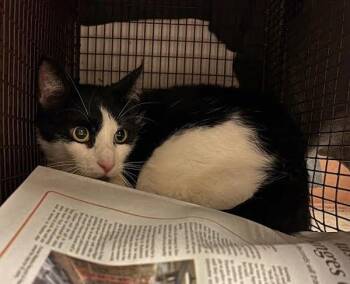 Domestic Short Hair Cats Available for Adoption - Shamu | PetCurious