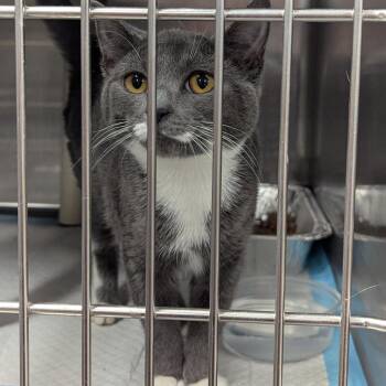 Domestic Short Hair Cats Available for Adoption in Salt Lake City, Utah - Pinkie Pie | PetCurious
