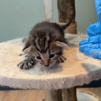 Salsa -  Domestic Short Hair Cat for Adoption in Livingston, Texas - Salsa | PetCurious