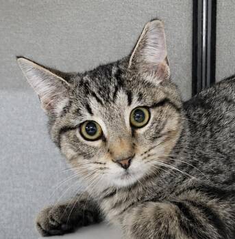 Kitten Dico -  Domestic Short Hair and Tabby Cat for Adoption in Cuyahoga Falls, Ohio - Kitten Dico | PetCurious
